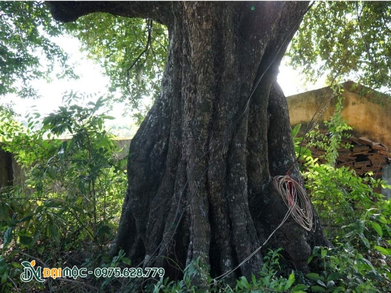 Thân cây thị cổ thụ vô cùng bề thế