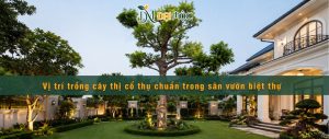 Nên trồng cây thị cổ thụ trong sân vườn biệt thự