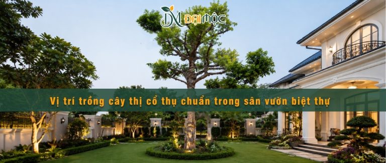 Nên trồng cây thị cổ thụ trong sân vườn biệt thự
