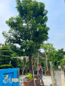 Cây trứng gà cổ thụ trồng lấy bóng mát trong khuôn viên khu sinh thái