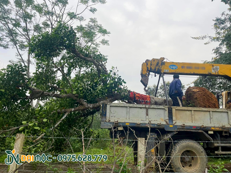 Cây mít cổ thụ mới được xếp lên thùng xe cẩu tự hành