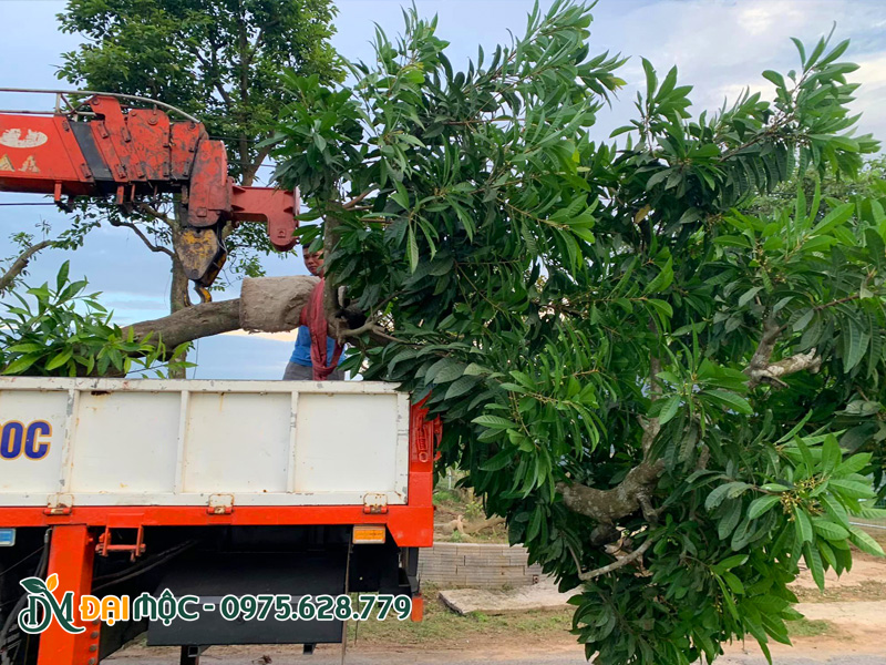 Cẩu và vận chuyển giao cây tận chân công trình bằng xe cẩu tự hành