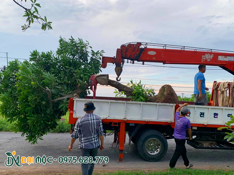 Đưa cây lên xe cẩu tự hành, đường kính gốc 30 - 35cm
