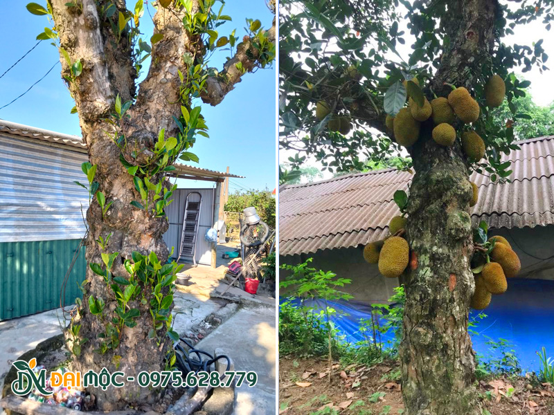 Hình dáng thân cây mít cổ thụ nhiều u cục, màu xám nâu, xám đen cổ kính