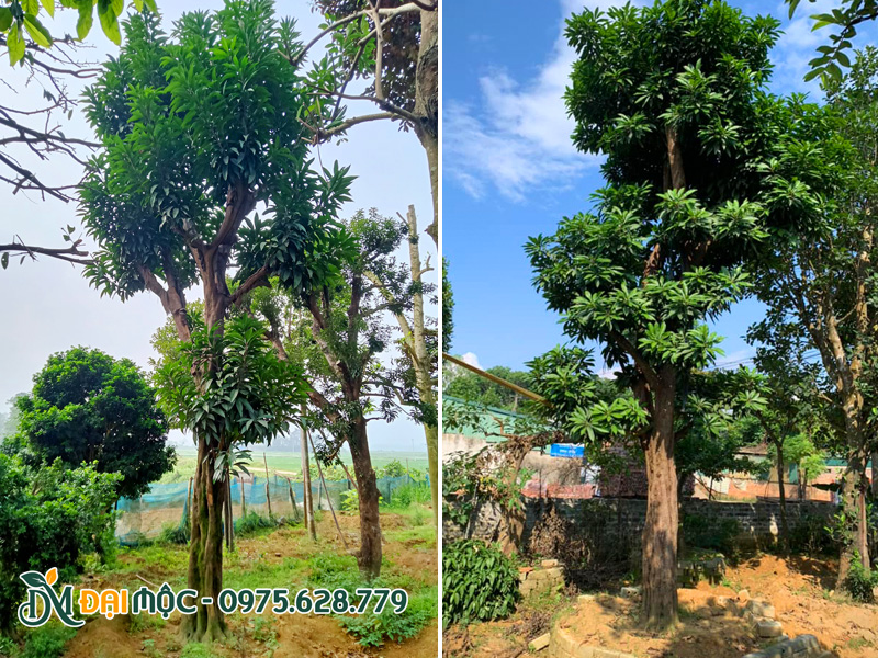 Cây trứng gà cổ thụ cao 6 - 7m