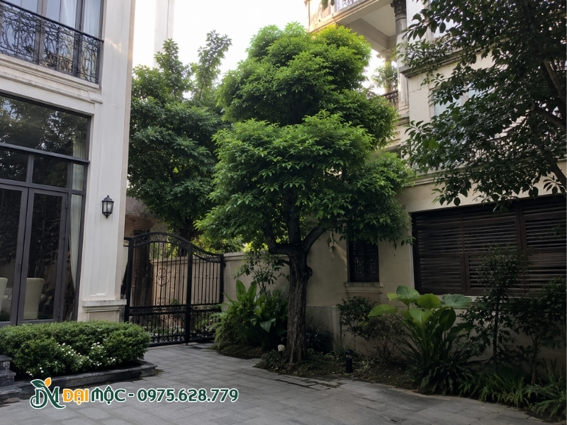 Trồng cây thị cổ thụ tại nơi có thiếu ánh sáng