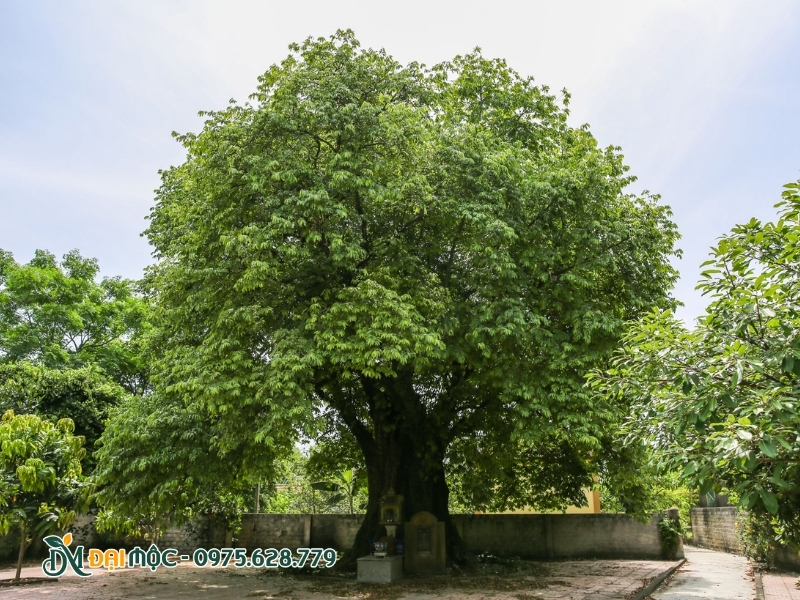 Cây thị cổ thụ có vòm tán rộng lớn