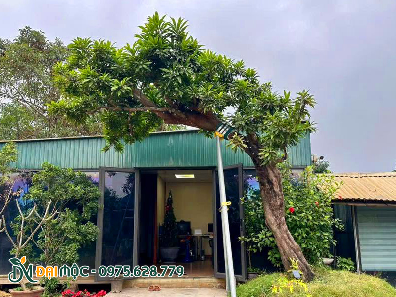 Cây Lêkima cổ thụ dáng bàn trà trồng sân vườn siêu đẹp